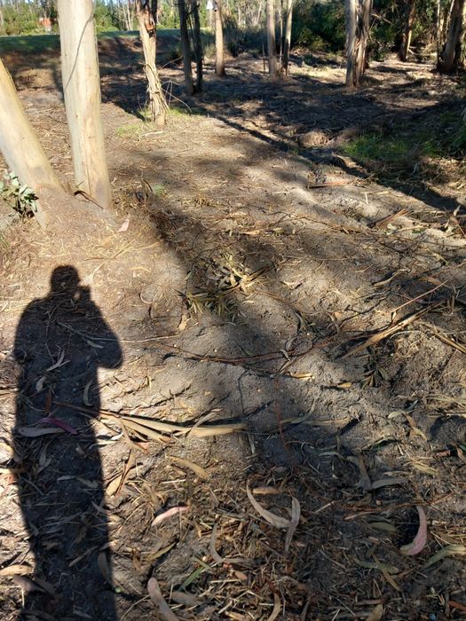 Limpeza de mato e serviços de jardinagem