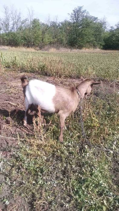 Продам дойную безрогу козу,  зааненка