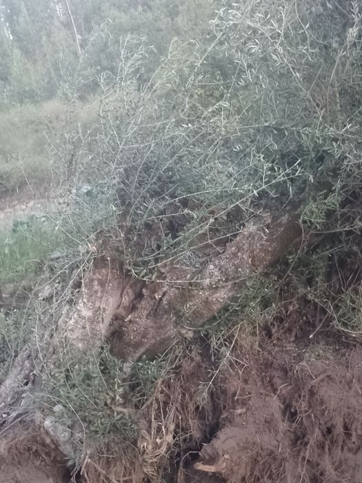 Vendo    Oliveiras