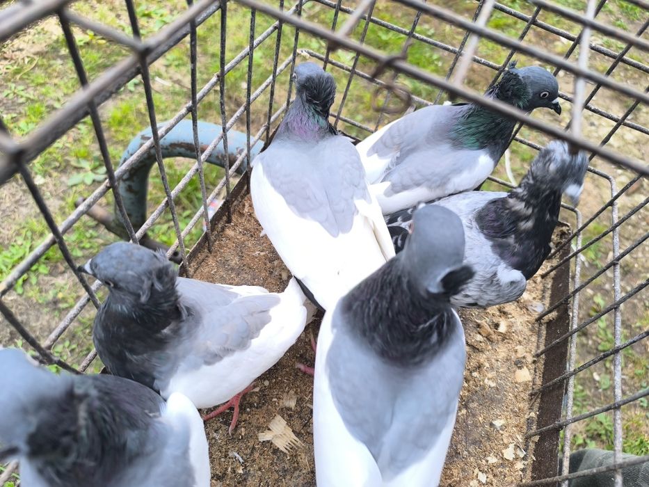 Sprzedam 6 ciemnych i teplerka