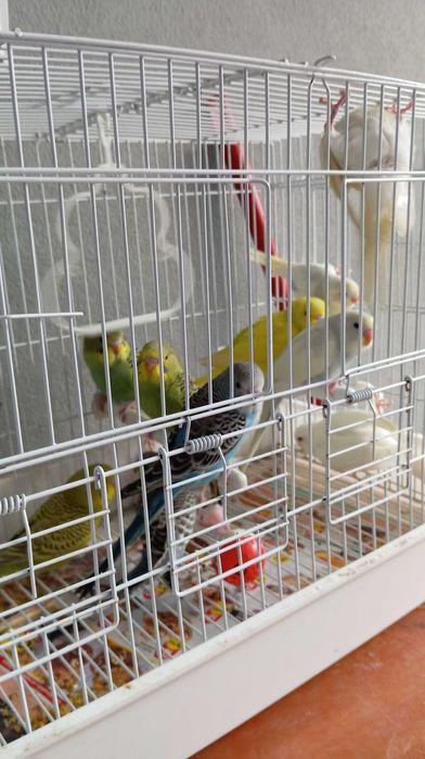 Vendo piriquitos Australianos