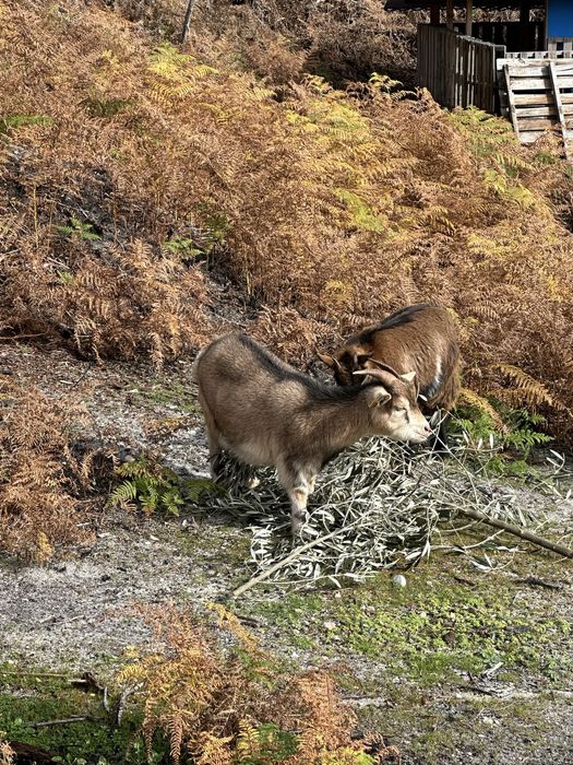 Cabras anã -  femeas
