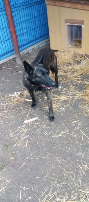 Ramzes czeka na najlepszy dom