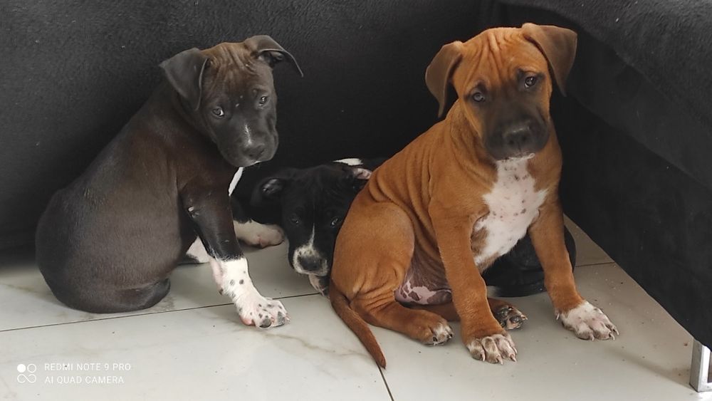 Amstaff rodowodowy