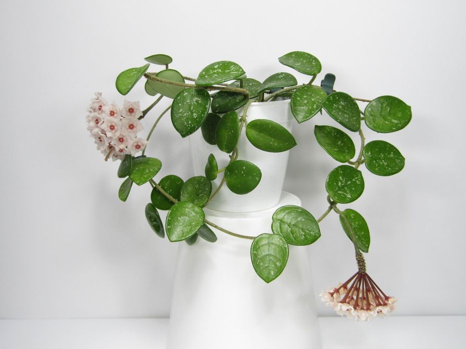 Хойї дрібнолисткові (зрізка) додані нові сорти