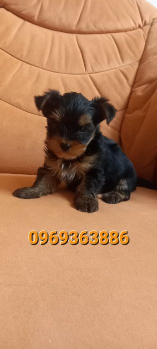 Малюк йорка,міні