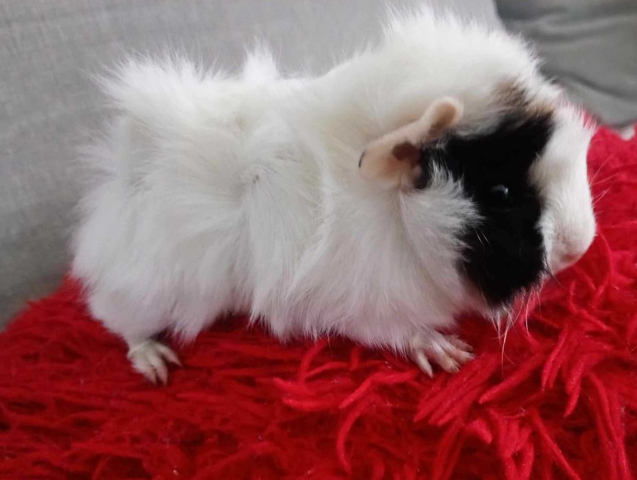 Świnka morska Długowłosa