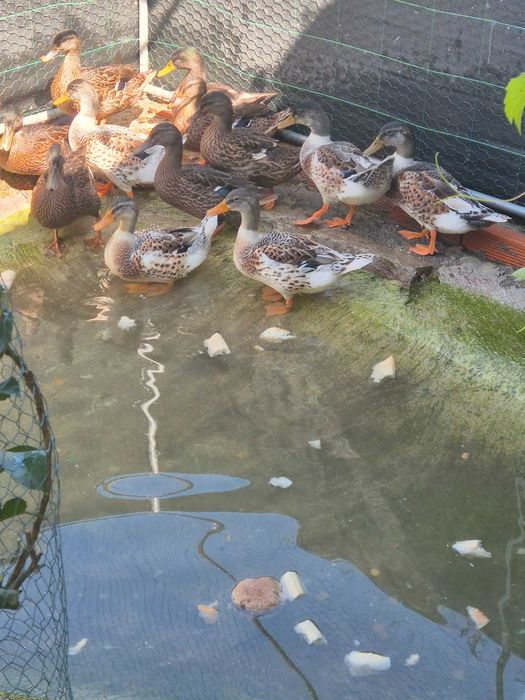 Patos real  jovens