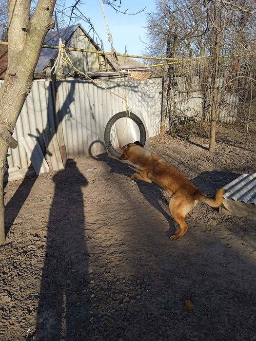 Мальчик малинуа ищет невесту