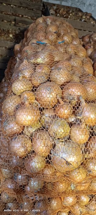 Cebula sprzedam 15 kg worek