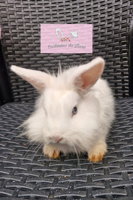 Coelhos anões mini leon head