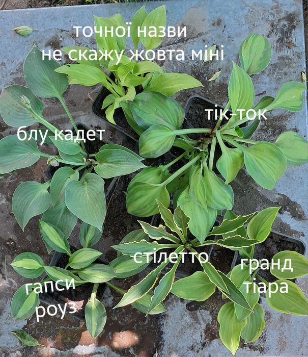 Хоста,  гейхера, декоративні злаки