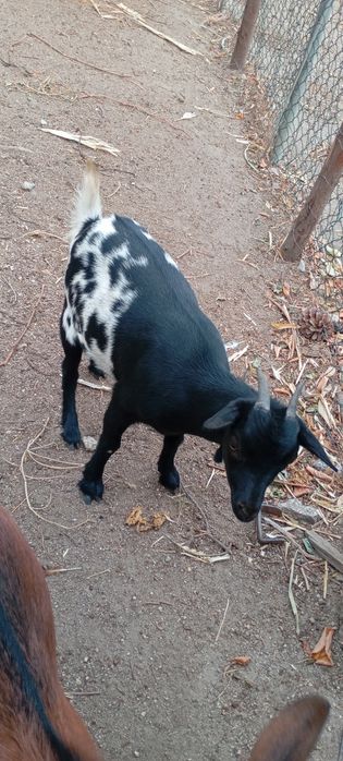 Vendo Cabras anãs