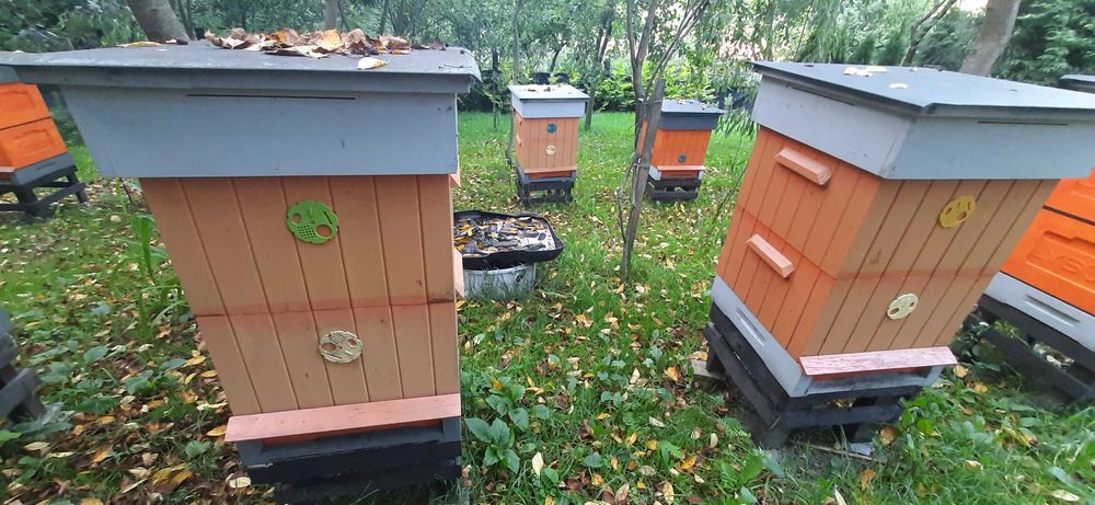 Sprzedam ule wielkopolskie