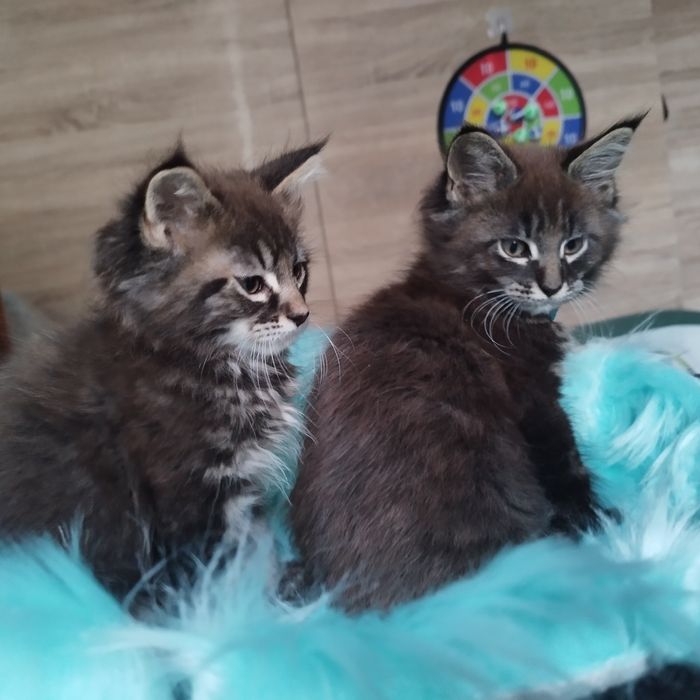 Dziewczyna Maine Coon