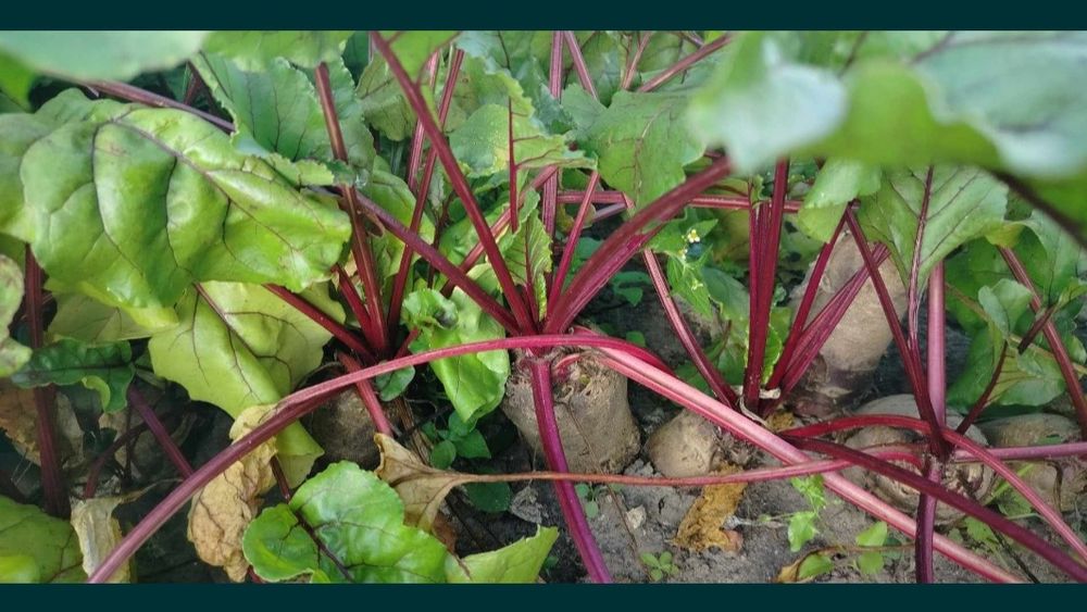 Buraki czerwone z własnej uprawy