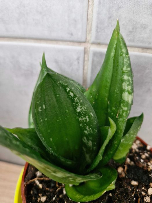 Sansevieria#Nadwyzka#Sprzedam