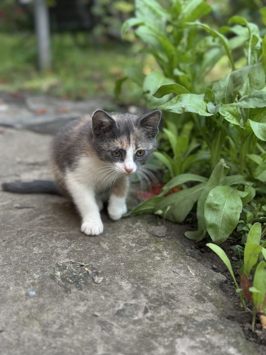Кіт, кішка, котенята, кицька