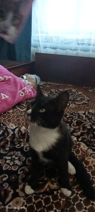 Віддам  в гарні руки