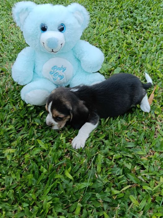 Beagle macho maravilhoso