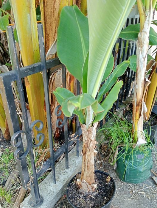 Bananeira da Madeira