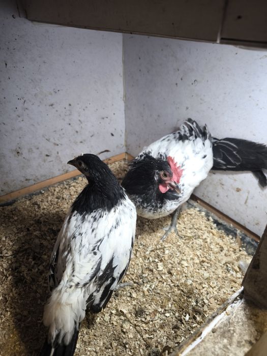 Кури породи Лакінфельдер