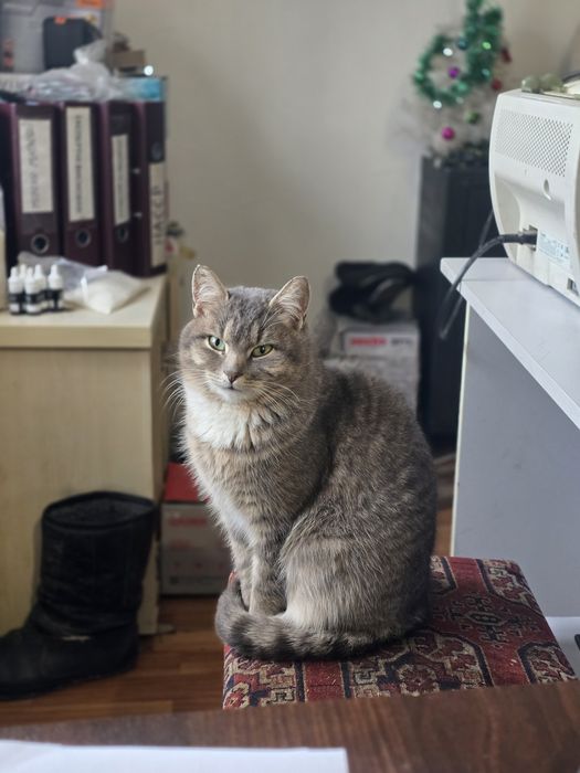 Котик в добрі ручки!