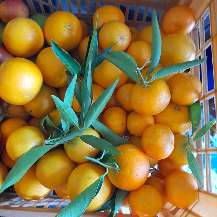 Limões, tangerinas /Vasilhames: Garrafas e garrafões..