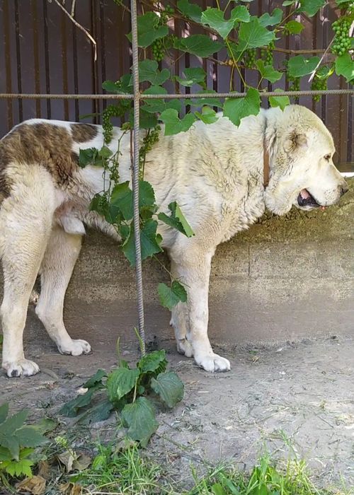 Алабай САО кобель на в'язку