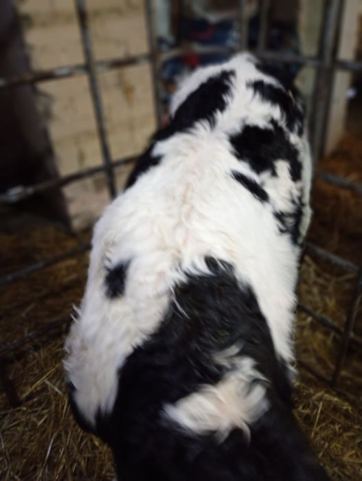 Sprzedam byczka mieszańca Ho/SM