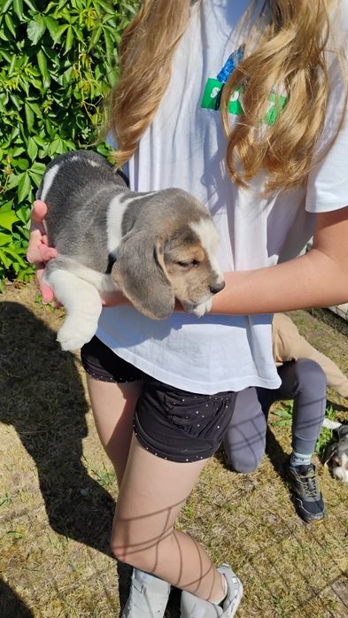 Beagle szczeniak