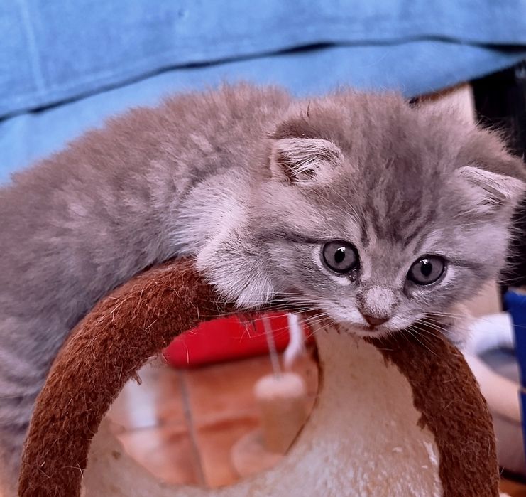 Gatinho Scottish Fold