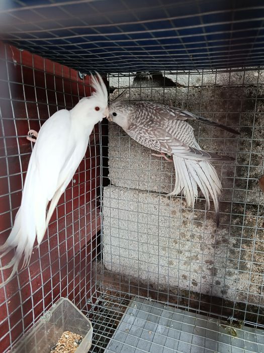 Casal Caturras Criadas pelos pais
