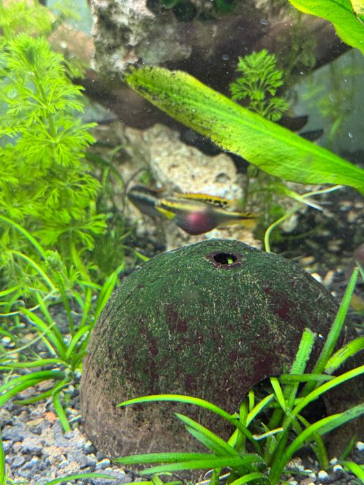Crias de Kribensis 3/4/5cm desde 1,80€