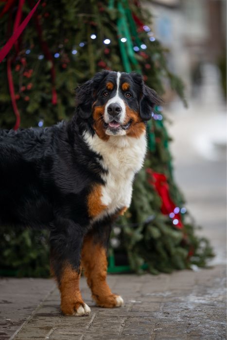 Породна дівчинка бернського зененхунда  з повним пакетом  документів