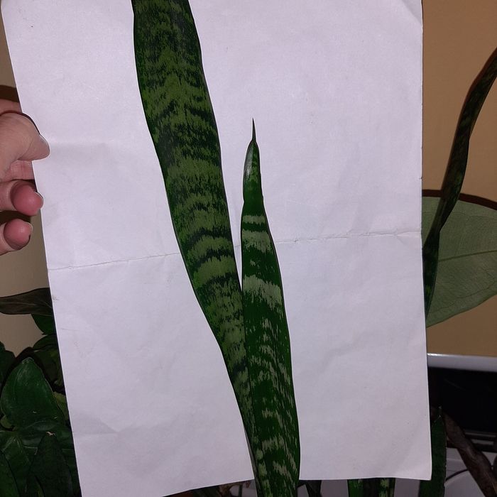 S. Zeylanica, Zeylanica