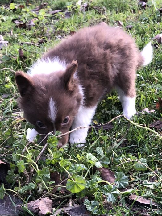 Малышка бордер колли