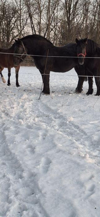 **Klacze kobyły ogiery zimnokrwiste para **