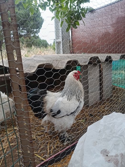 Brahmas, orpington ,há venda