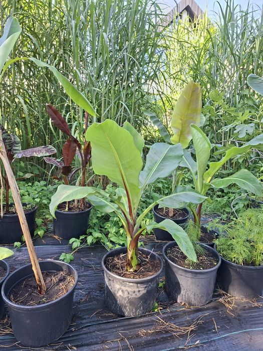 Bananowiec musa balbisiana sikkimensis thomsoni basjoo  manicata