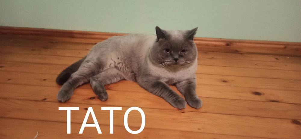 Грайливі кошенята,чекають люблячої сім'ї.  Шотландські котики Scotti