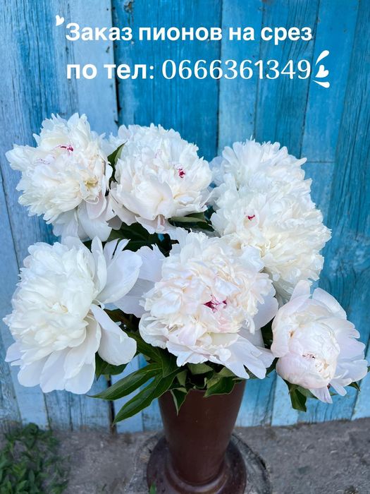 Пионы свежие на срез, пионы на срез, півонії домашні