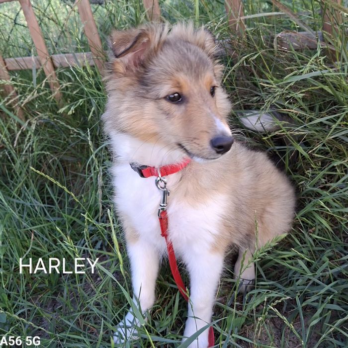 Owczarek szetlandzki-Harley