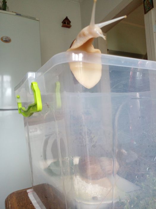 Продам кладку яєць равликів Ахатини.