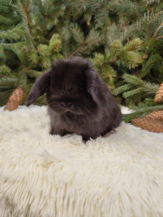 Króliczek Mini Lop, karzłek teddy, karzełek, miniaturka.