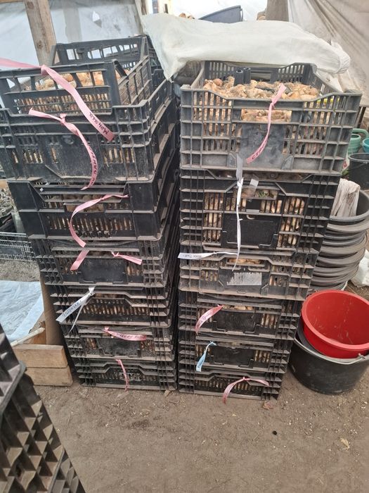 Продам Цибулини тюльпанів!