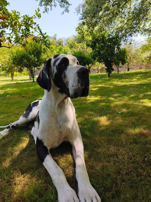 Dogue Alemão macho disponível