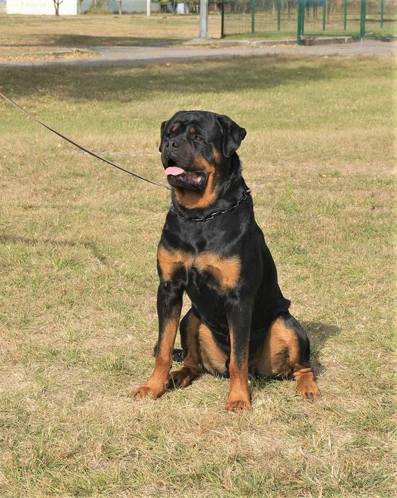 Кобель ротвейлера ищет невесту.
