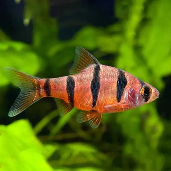 GB Brzanka Pięciopręga - dowóz ryb!