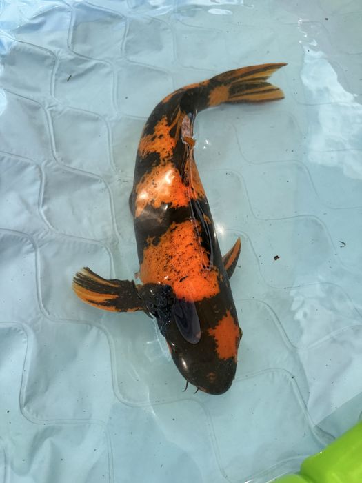 Carpa koi hinutsuri male